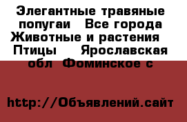 Элегантные травяные попугаи - Все города Животные и растения » Птицы   . Ярославская обл.,Фоминское с.